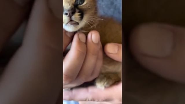 Baby Floppa is better смотреть онлайн