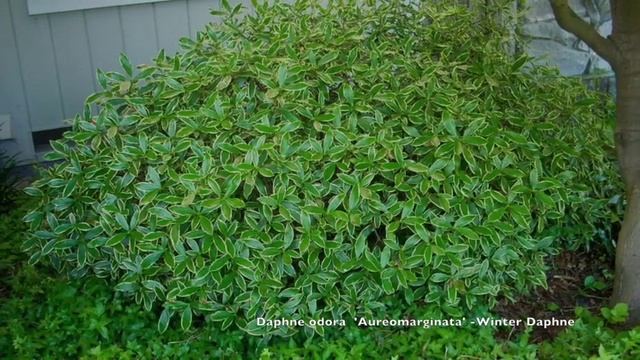 Daphne odora 'Aureomarginata' - Variegated Winter Daphne смотреть онлайн