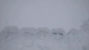 РОЗЫ ПОД СНЕГОМ. НАДО ЛИ ОТКАПЫВАТЬ 🤔