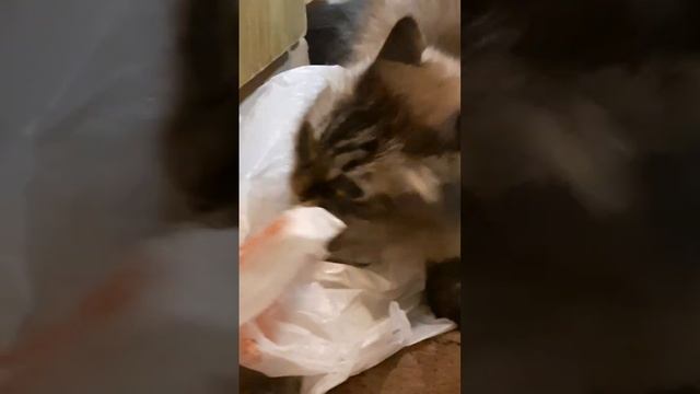 Почему коты любят пакеты) смотреть онлайн