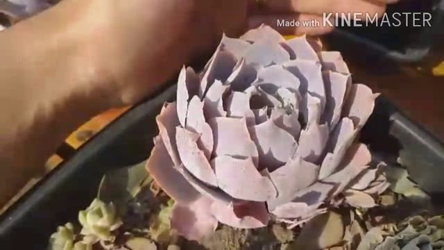 Suculenta de sol pleno #suculentas/Taking advantage of the spaces to hang more vases. смотреть онлайн