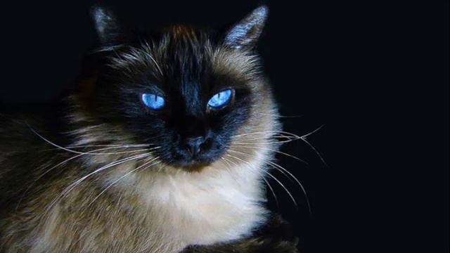 Самые красивые кошки мира смотреть онлайн