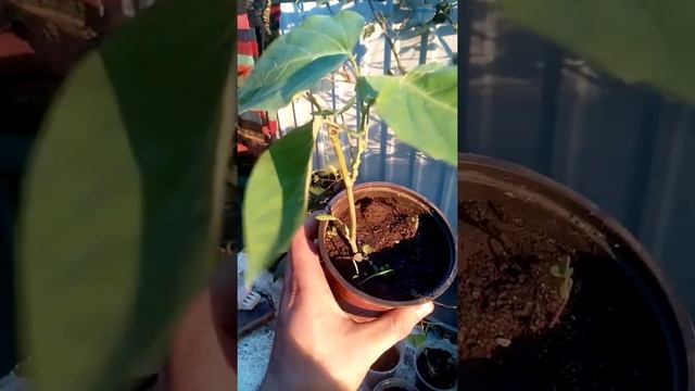 Продажа гранадилл смотреть онлайн