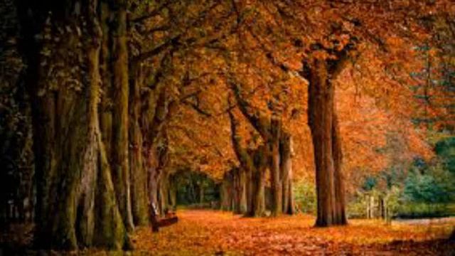 Cuentos de los bosques de Viena -(Geschichten aus dem Wienerwald) - Johann Strauss смотреть онлайн