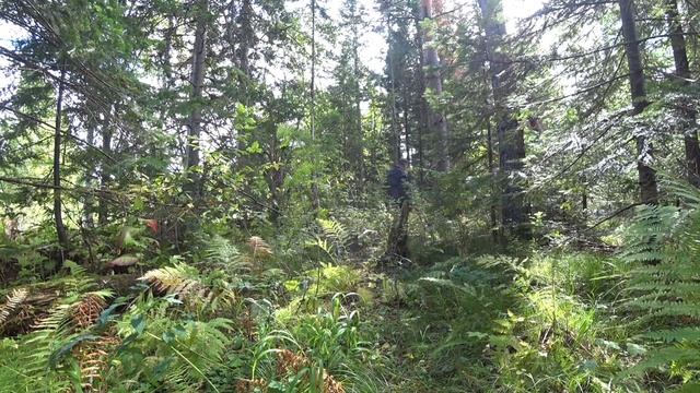 Погода дрянь! СВЯТОЙ ИСТОЧНИК В ТАЙГЕ. Где грибы? ЯИЧНИЦА НА ЛОПАТЕ. смотреть онлайн