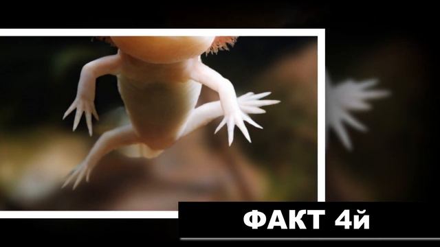 7 интересных фактов. В некоторых частях Африки находятся деревья, которые могут расти в обратн.... смотреть онлайн