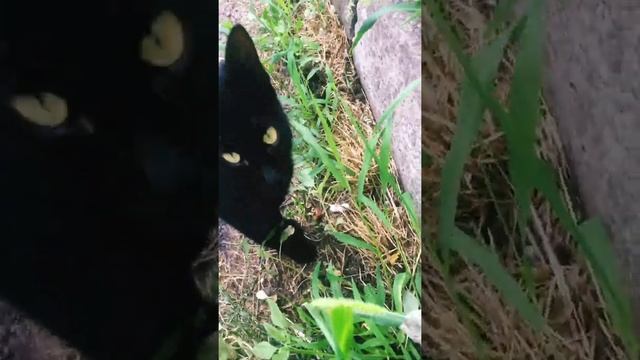 #shorts #черныйкот #смешныекотята #коты Чёрные котята и танцующая камера смотреть онлайн