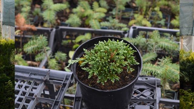 Айс блю смотреть онлайн