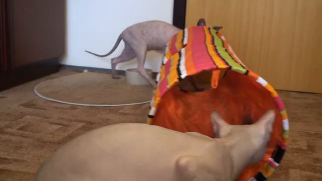 S004g Don Sphynx cats 3/2010