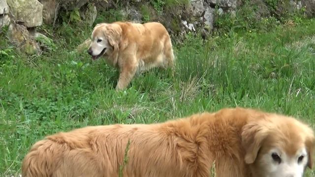 朝から石垣チェックが忙しいゴールデンレトリバー смотреть онлайн