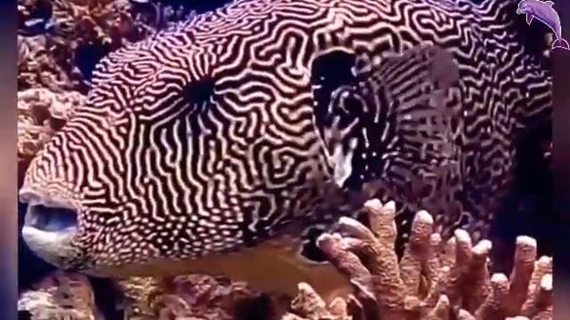 Удивительный мир океана. смотреть онлайн