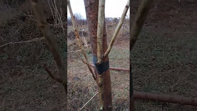 Правильная Обрезка Дерева при посадке. смотреть онлайн