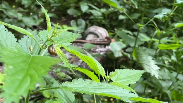 влог` о жизни после егэ // поездка к бабушке в деревню, спокойная жизнь смотреть онлайн