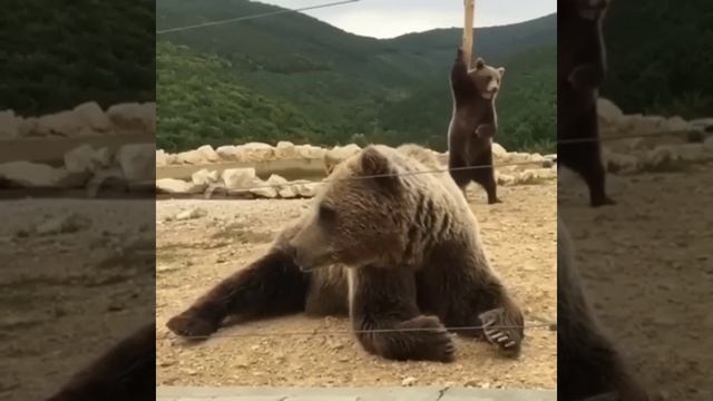 Танцы животного мира смотреть онлайн