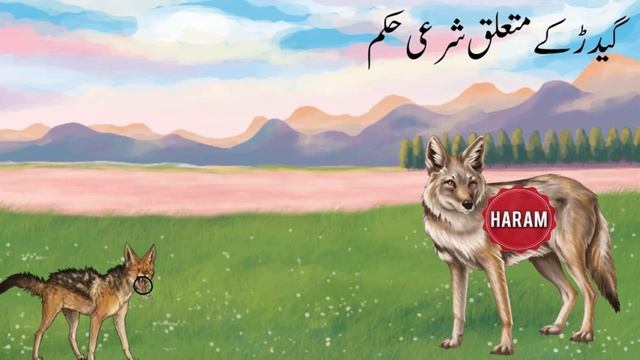 Interesting Facts About Jackal | Facts About Animals |