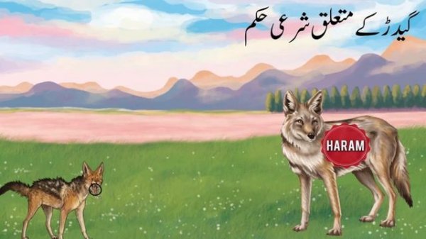 Interesting Facts About Jackal | Facts About Animals |