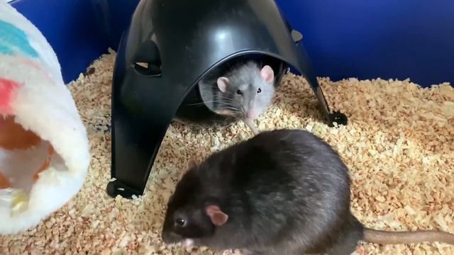 Что должно быть в клетке у крыс? Комплектация клетки для крыс? Мои домики для крыс, гамаки для крыс смотреть онлайн