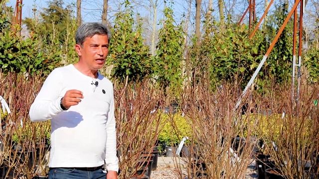 Как ухаживать за капризной индийской сиренью? смотреть онлайн