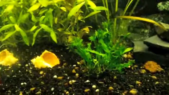 ПСЕВДОТРОФЕУС АЦЕЙ НГАРА.Растем по немногу.. смотреть онлайн