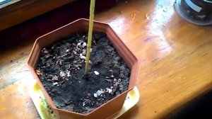 Как вырастить подсолнух в домашних условиях? #подсолнух #домашние_условия