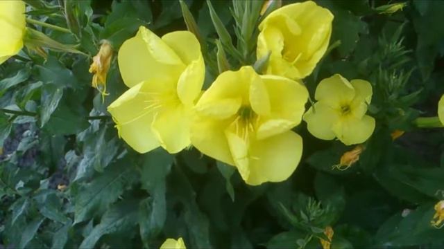 Как распускается цветок.As the flower blooms. смотреть онлайн