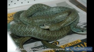 Арслан Валеев в гостях у Марины Кравец и Александра Малича