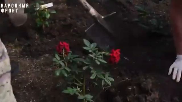 Красота спасет мир смотреть онлайн