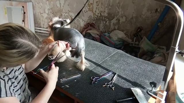 Малыш Эрик. Первая Стрижка Йорка. Йоркширский Терьер смотреть онлайн