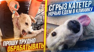 Снимаю дренаж с шеи Проши, он снял катетер, едем ночью в клинику. Рыжика отвезли к грумеру.