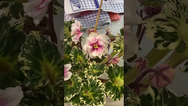 ВЫСТАВКА ЦВЕТОВ | НЕЖНЫЕ И ОЧАРОВАТЕЛЬНЫЕ ФИАЛКИ смотреть онлайн