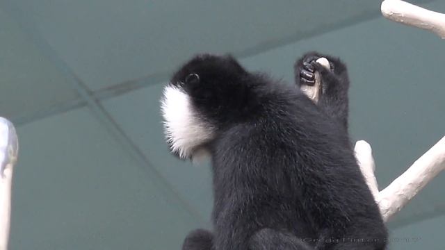 The call of White Cheeked Gibbon смотреть онлайн