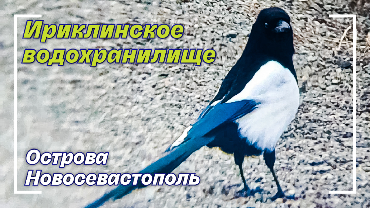 Гуси и Сурки Ириклинское водохранилище Острова Новосевастополь 2024 смотреть онлайн