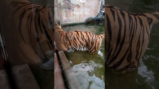 Giant Tiger Statue смотреть онлайн
