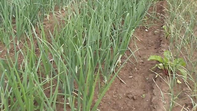 Первый блин комом ...