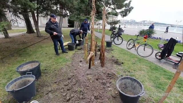 ГЕЛЕНДЖИК! ПОГОДА 3 АПРЕЛЯ 2021г. САЖАЕМ БАНАНЫ И АГАВУ НА НАБЕРЕЖНОЙ КУРОРТА! смотреть онлайн