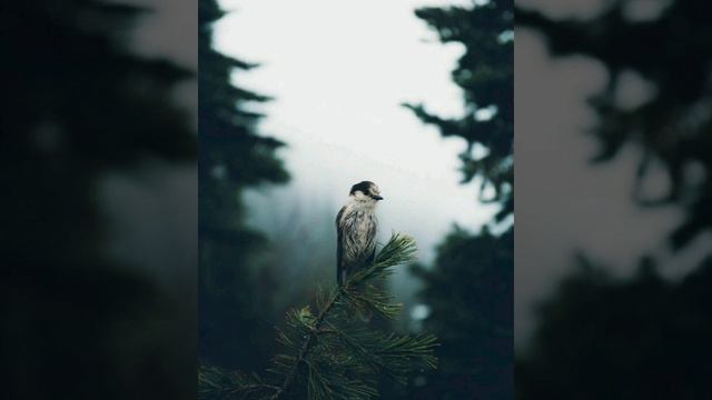 звуки природы , очень хорошо отдохнуть от городской суеты . смотреть онлайн