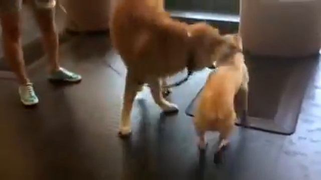 Спасение животных Донбасса смотреть онлайн