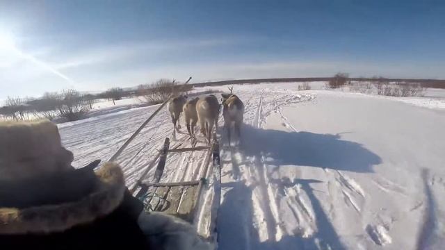 День Оленевода в Ловозеро 22.03.14. смотреть онлайн