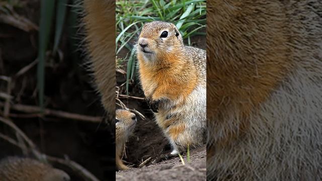 Моё хобби фотография. Фотоальбом Начало лета #shorts смотреть онлайн