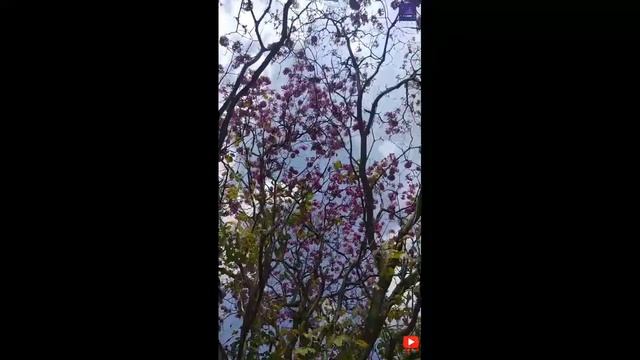 Tabebuia Rosea - in Cubbon Park, Bengaluru. смотреть онлайн
