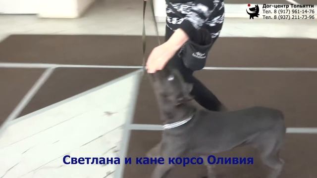 Занятие по дрессировке (Управляемая городская собака): обучение движению рядом. Тольятти, 19.01.202 смотреть онлайн