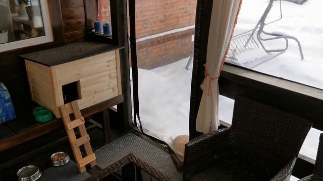 Жили были Жучка да Рыжий кот. смотреть онлайн
