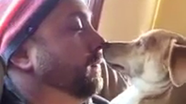 Пес не дает смотреть Супербоул смотреть онлайн