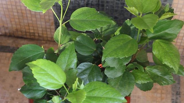 Четвёртая обработка от паутинного клеща. Комнатные цветы. //Валентина Земскова смотреть онлайн