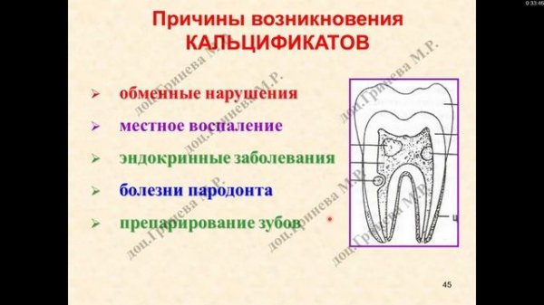 Гистология. Строение зубов. Пульпа, дентин