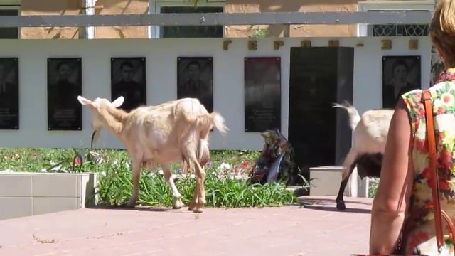 Хвалынск - Сурское смотреть онлайн