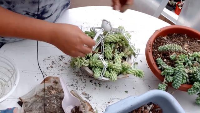 Como trasplantar un sedum morganianum o cola de burro correctamente смотреть онлайн