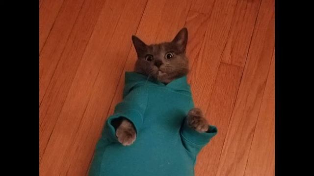 Google Made a video of git смотреть онлайн