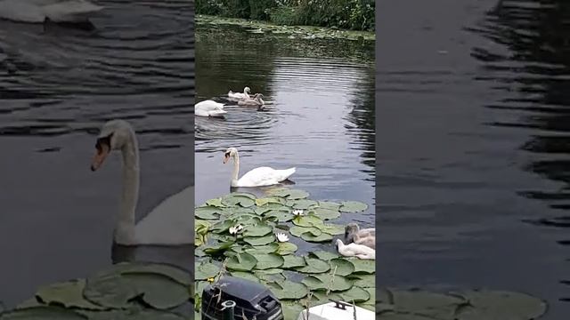 Семейство Лебеди смотреть онлайн