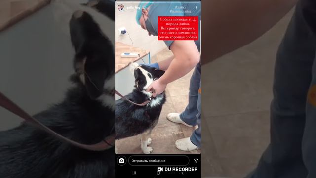 Идут поиски хозяев молодой лайки из Горелово смотреть онлайн